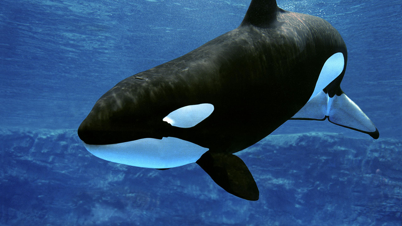 Detail Picture Of An Orca Whale Nomer 11