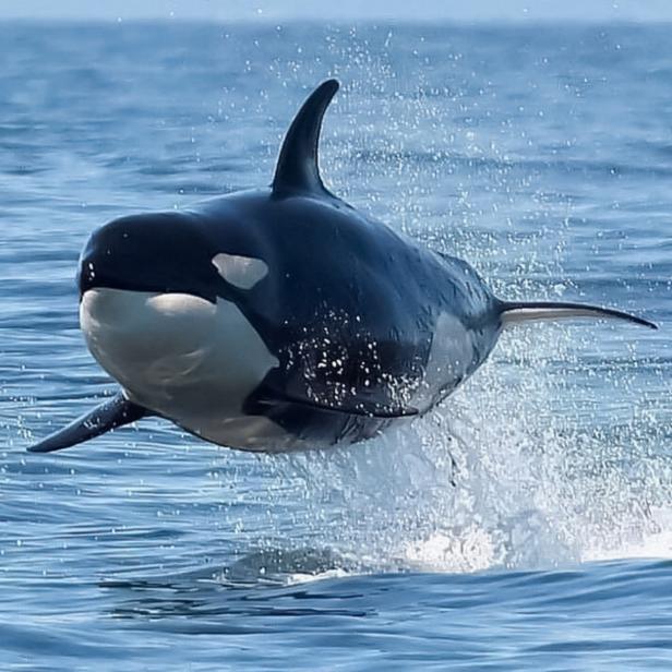 Download Picture Of An Orca Whale Nomer 12