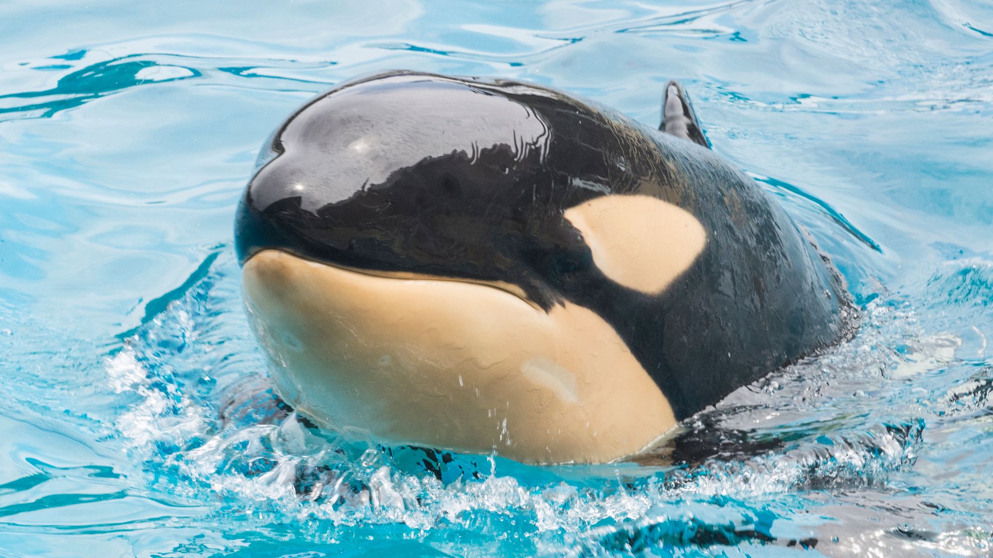 Detail Picture Of An Orca Whale Nomer 3