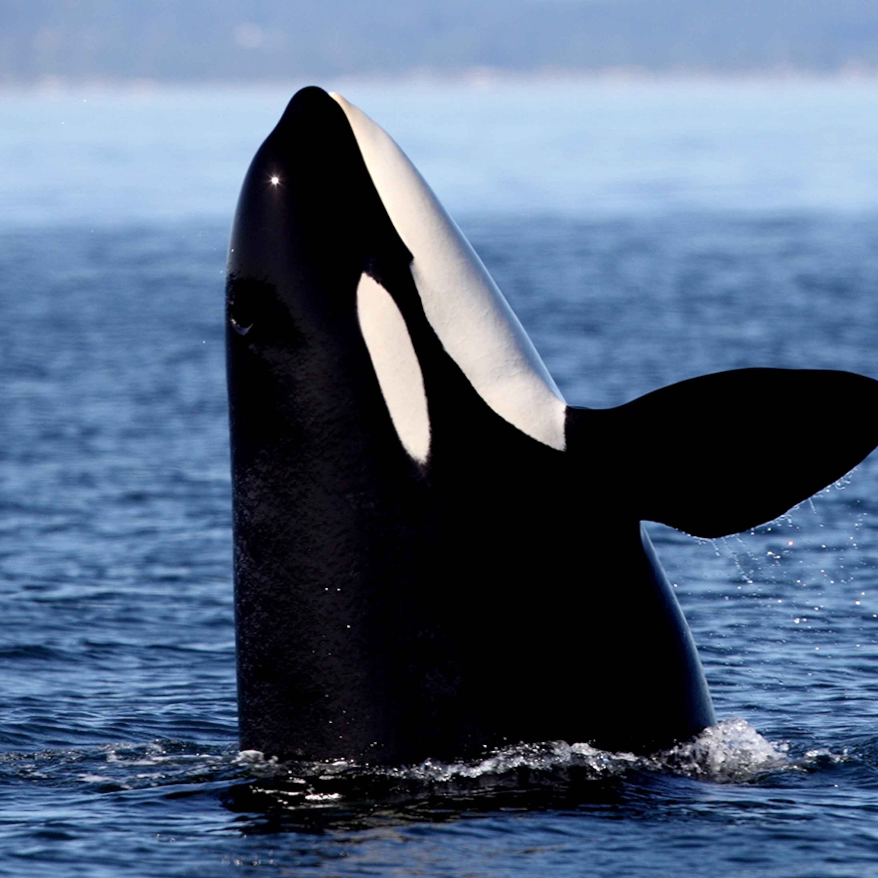 Detail Picture Of An Orca Whale Nomer 32
