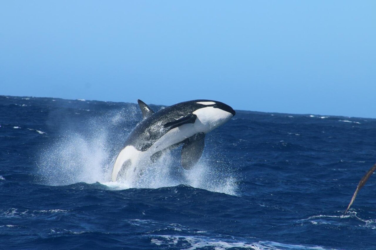 Detail Picture Of An Orca Whale Nomer 39