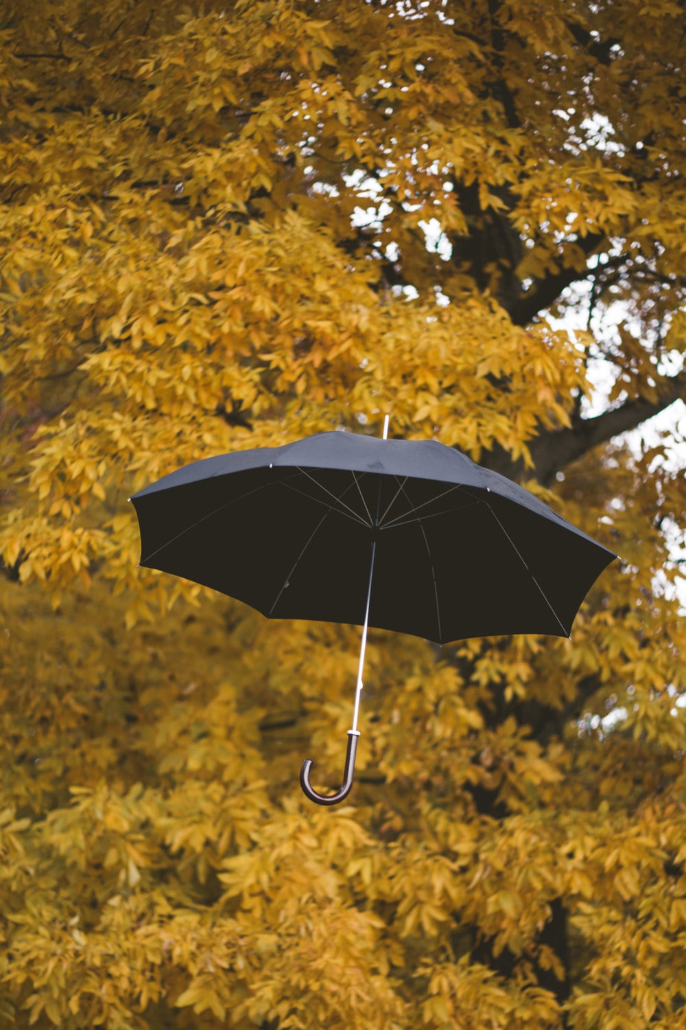 Detail Picture Of An Umbrella Nomer 43