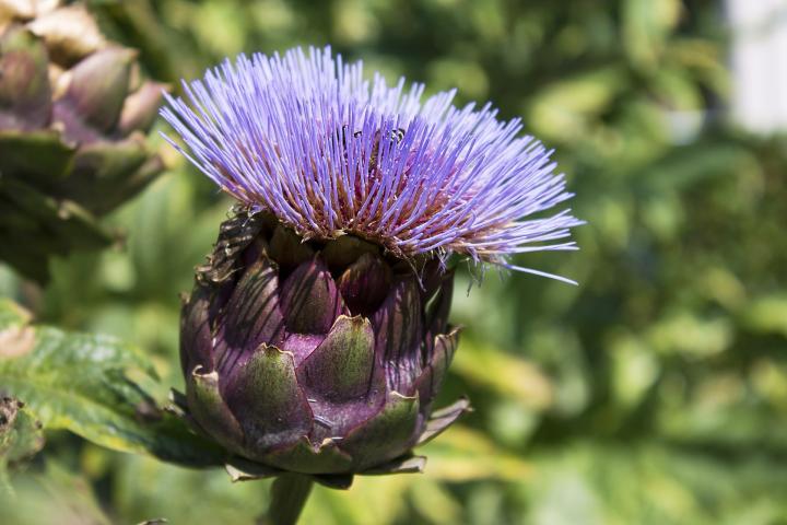 Detail Picture Of Artichoke Plant Nomer 11