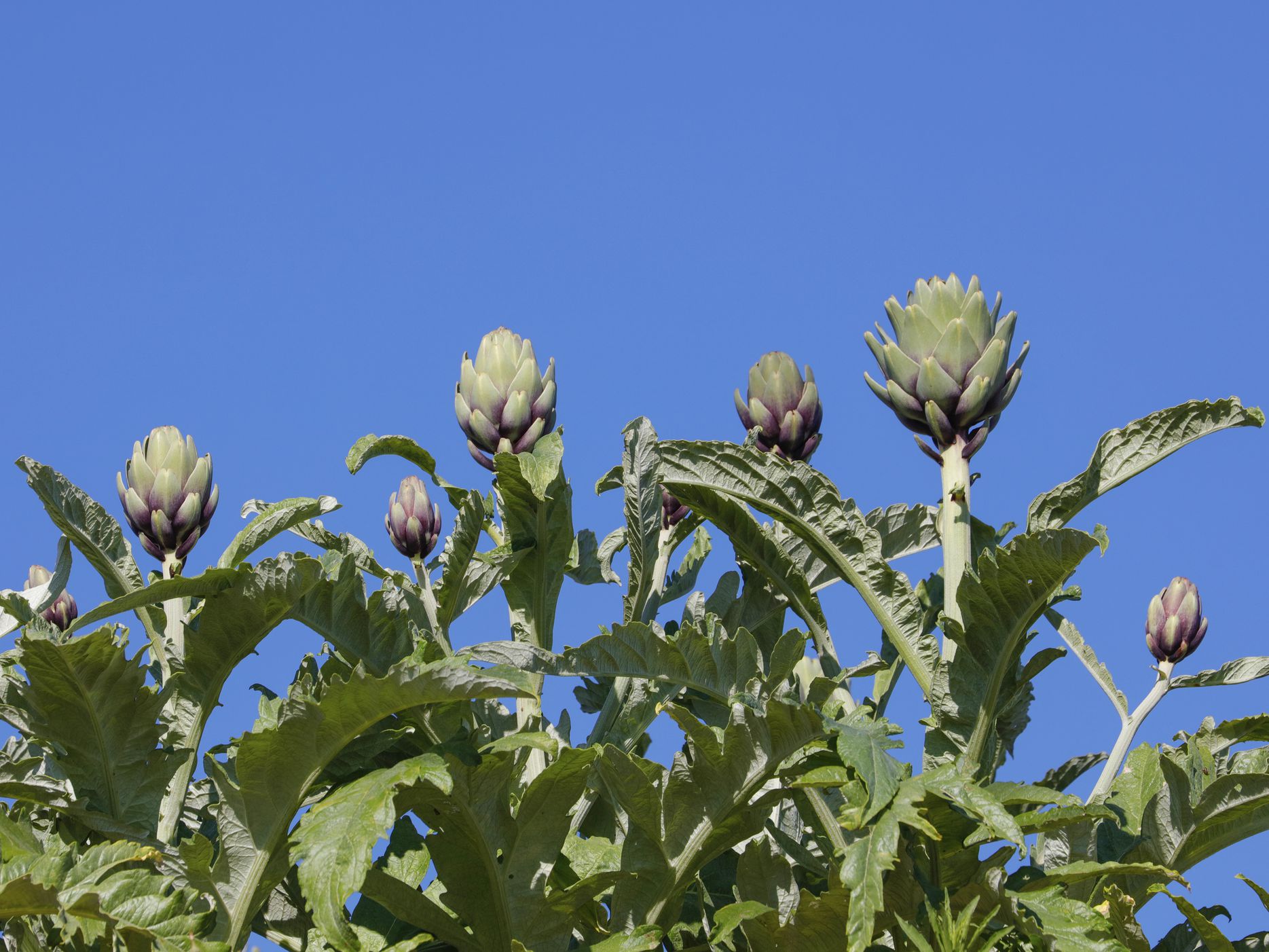 Detail Picture Of Artichoke Plant Nomer 14