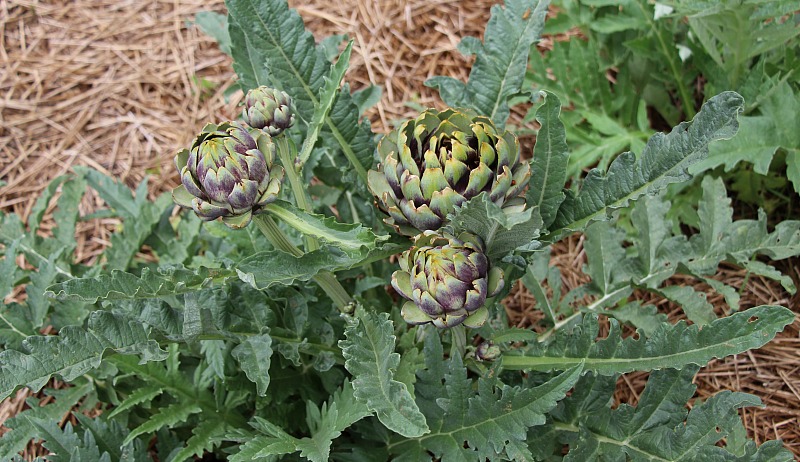 Detail Picture Of Artichoke Plant Nomer 22