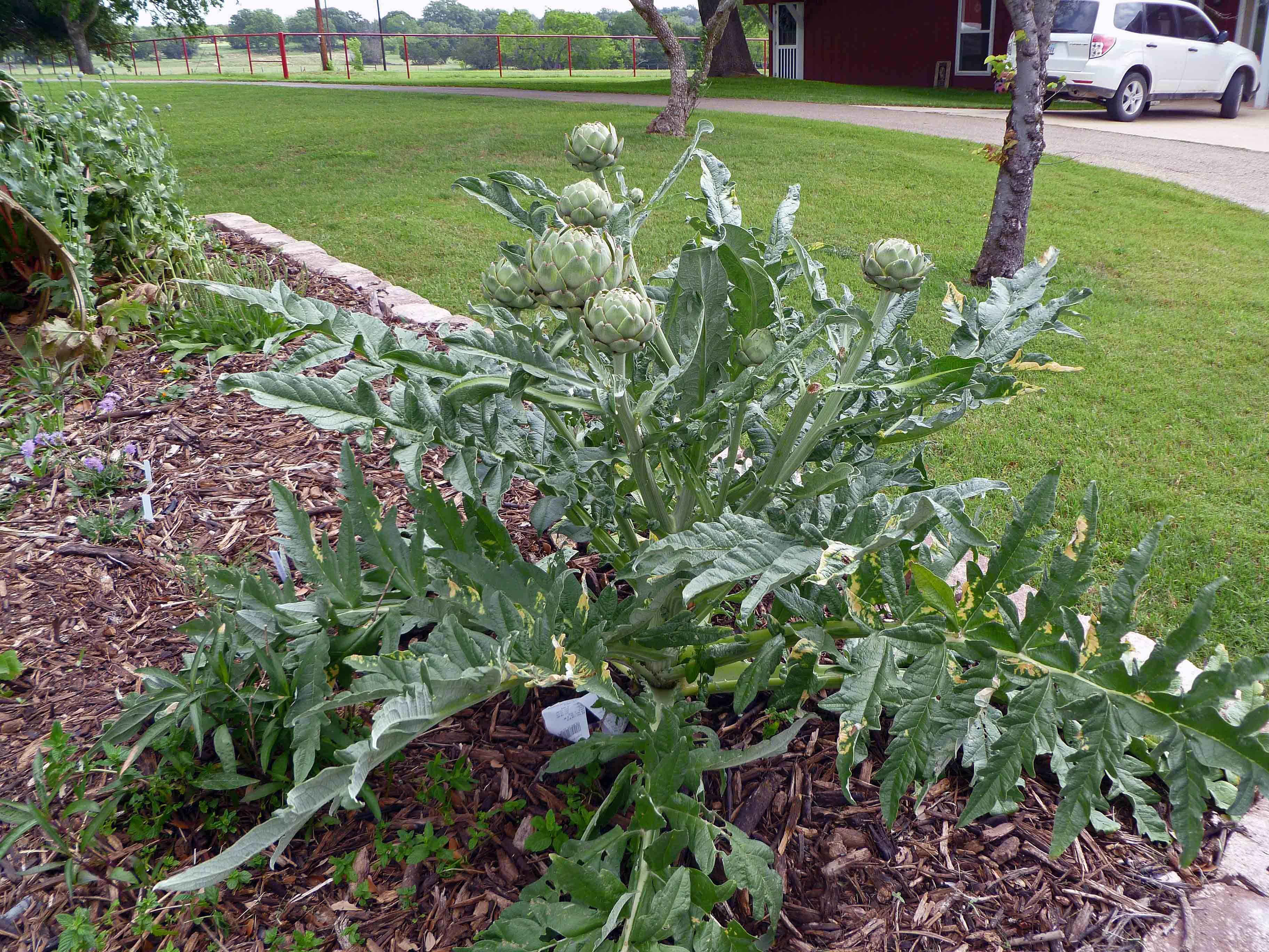 Detail Picture Of Artichoke Plant Nomer 23