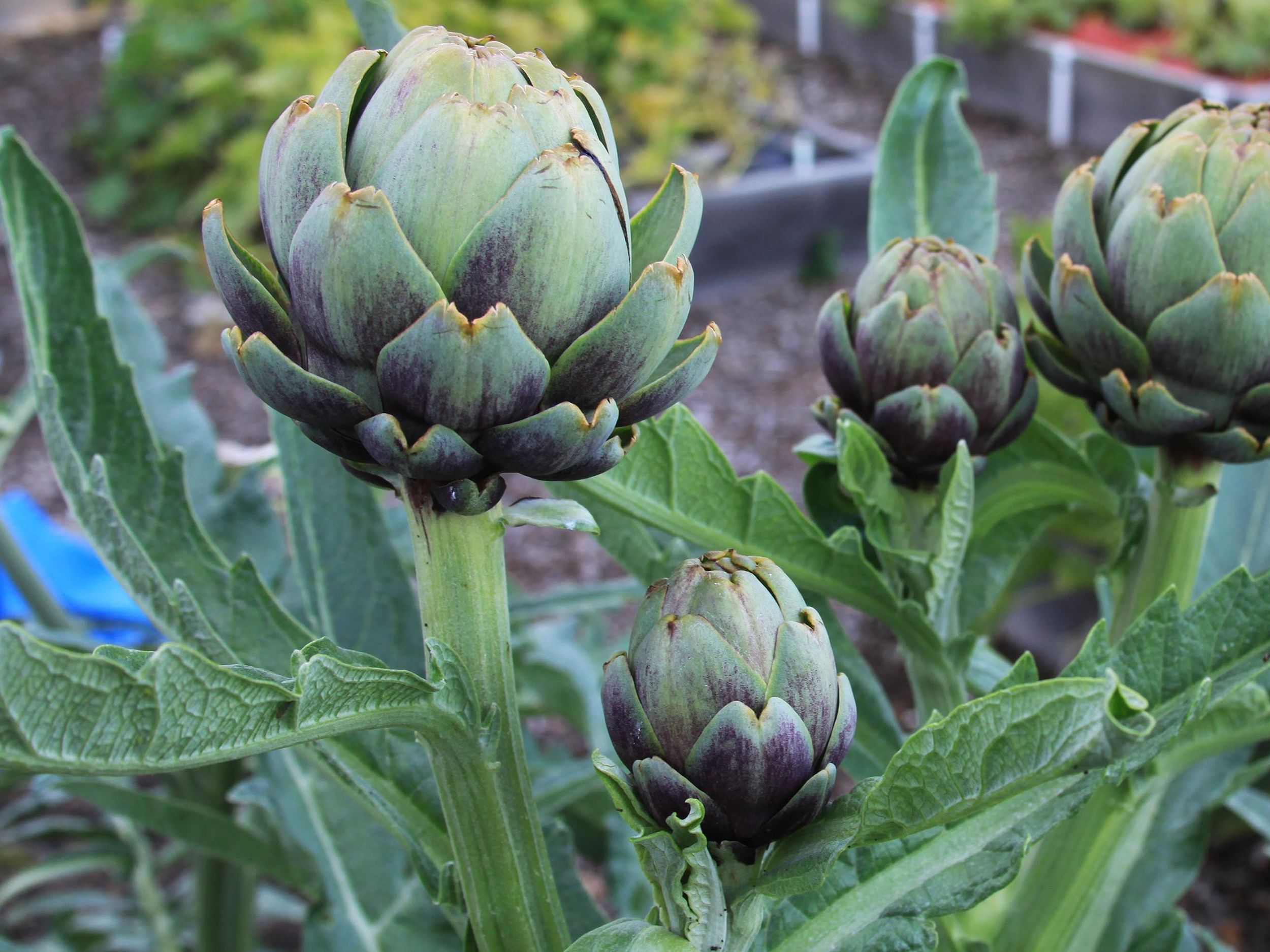 Detail Picture Of Artichoke Plant Nomer 25