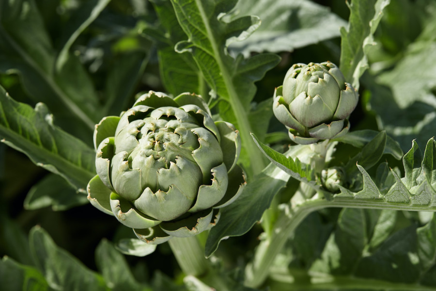 Detail Picture Of Artichoke Plant Nomer 28