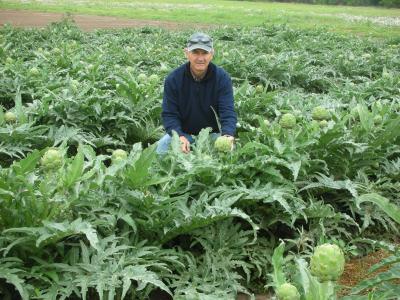 Detail Picture Of Artichoke Plant Nomer 29