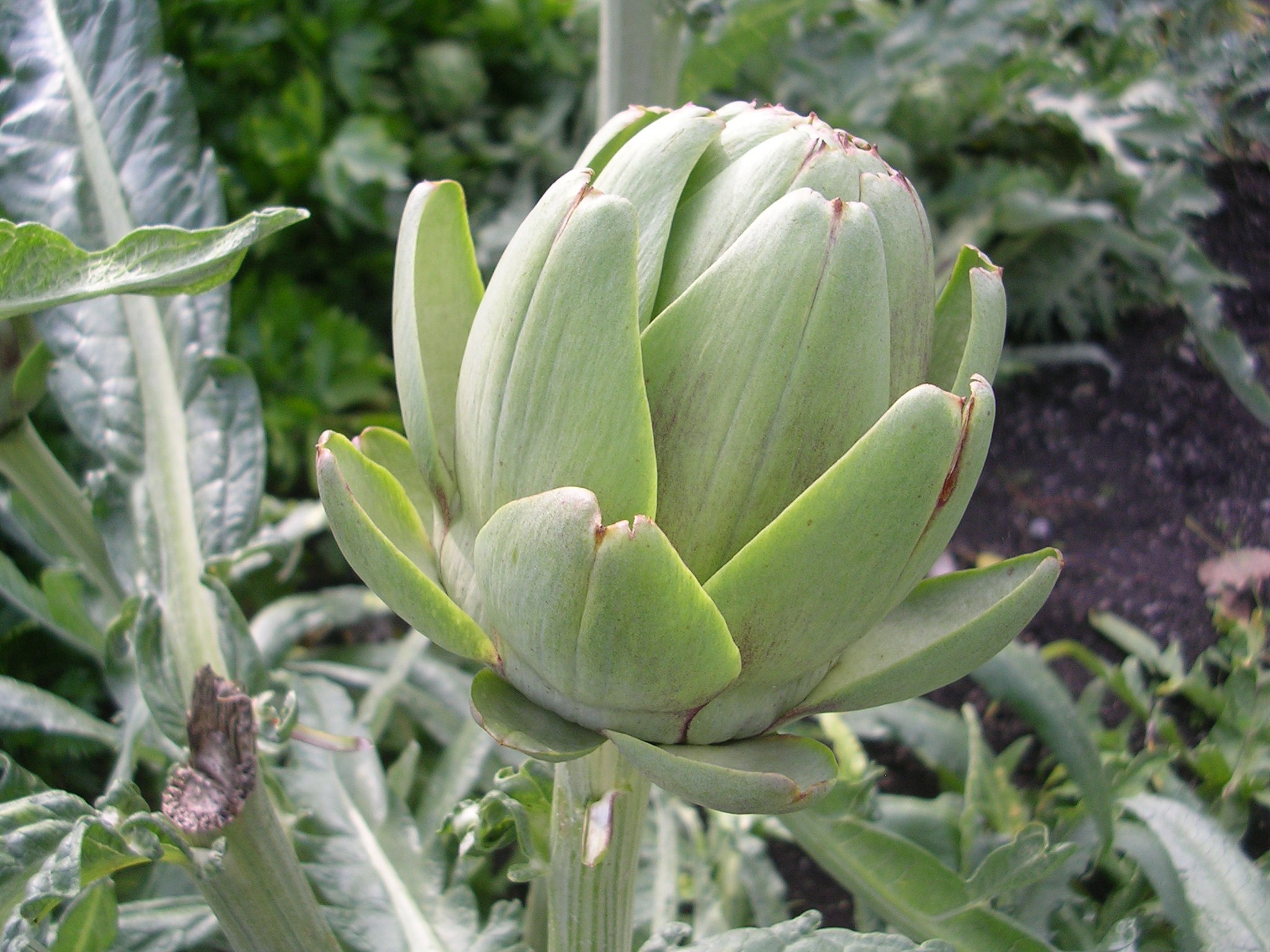 Detail Picture Of Artichoke Plant Nomer 38