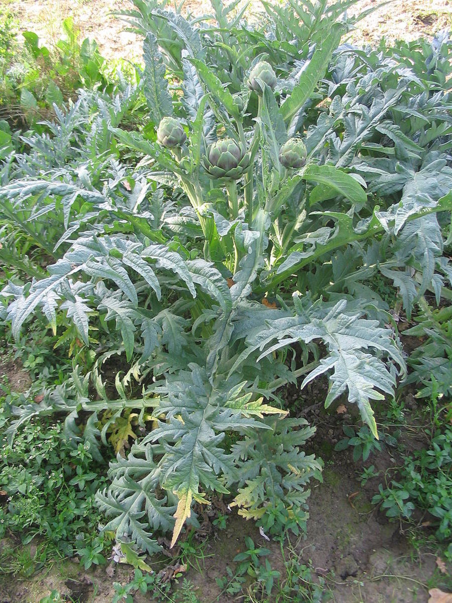 Detail Picture Of Artichoke Plant Nomer 45