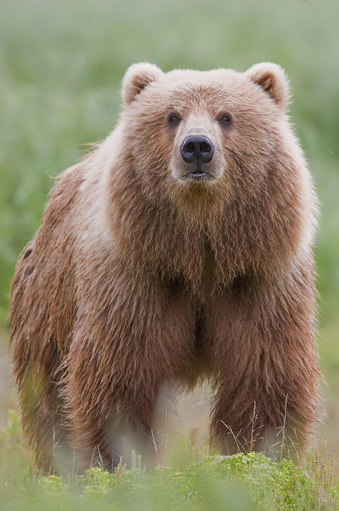Detail Picture Of Bear Animal Nomer 3