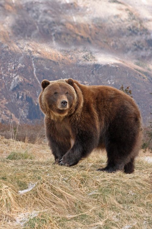 Detail Picture Of Bear Animal Nomer 27