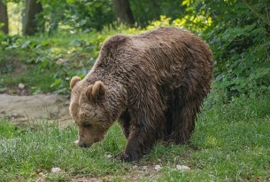 Detail Picture Of Bear Animal Nomer 31