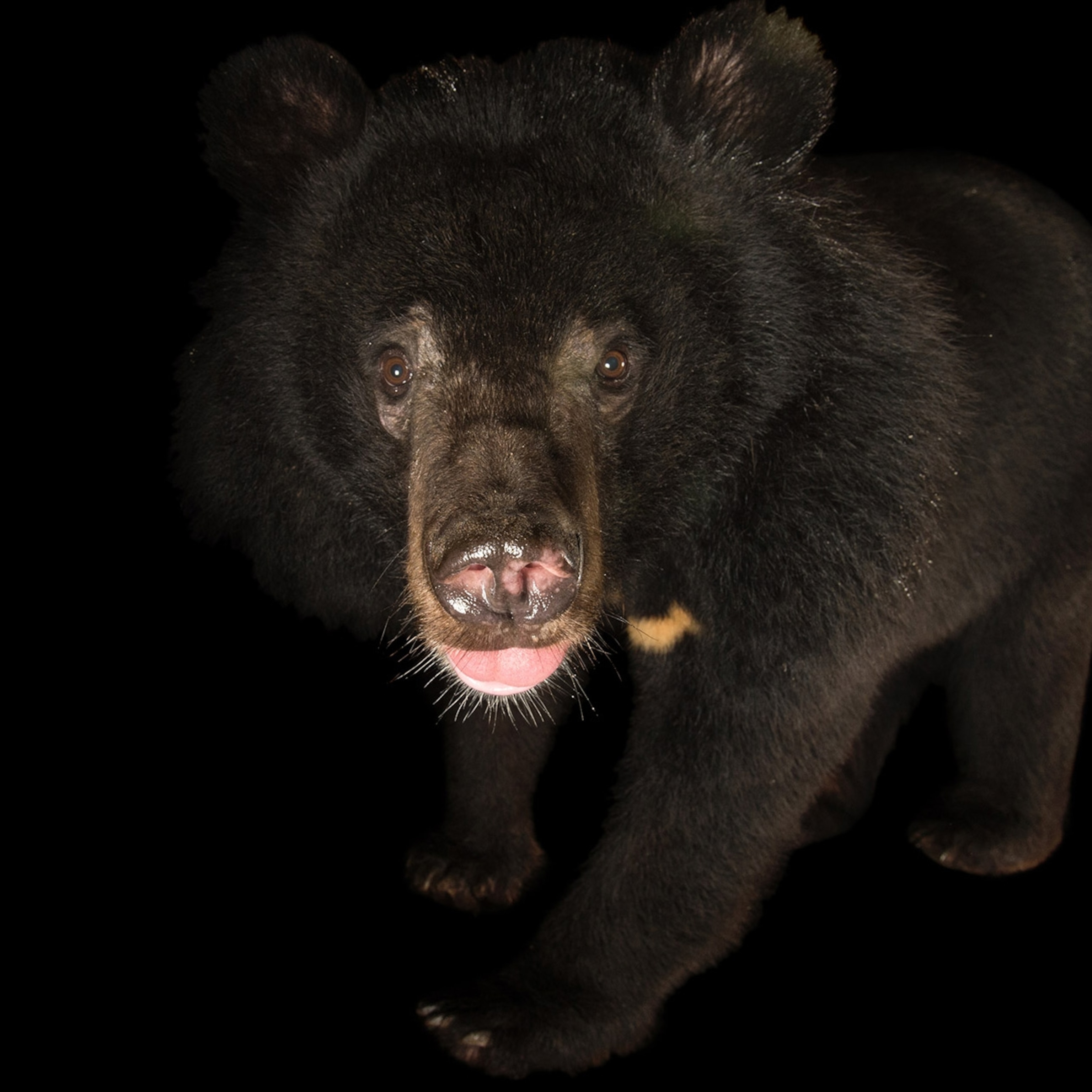 Detail Picture Of Bear Animal Nomer 5