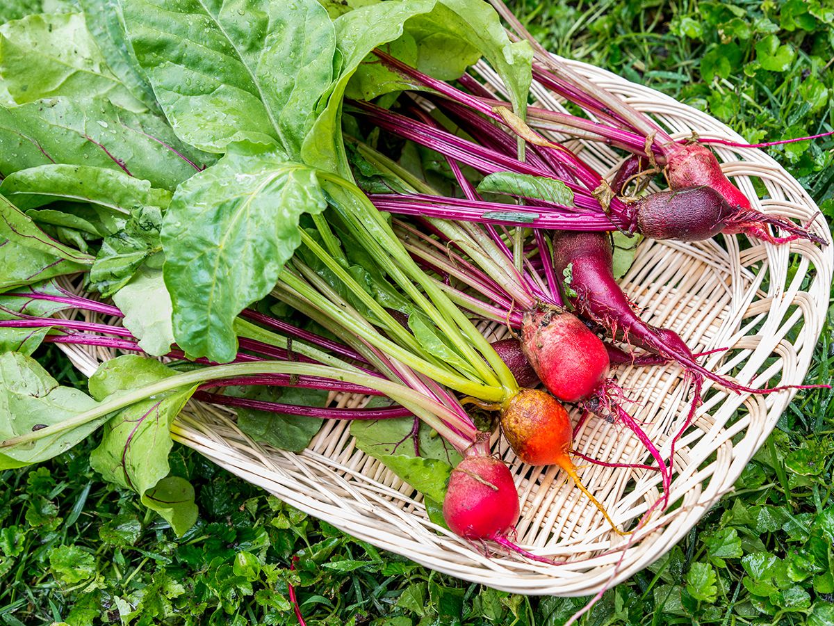 Detail Picture Of Beet Nomer 11