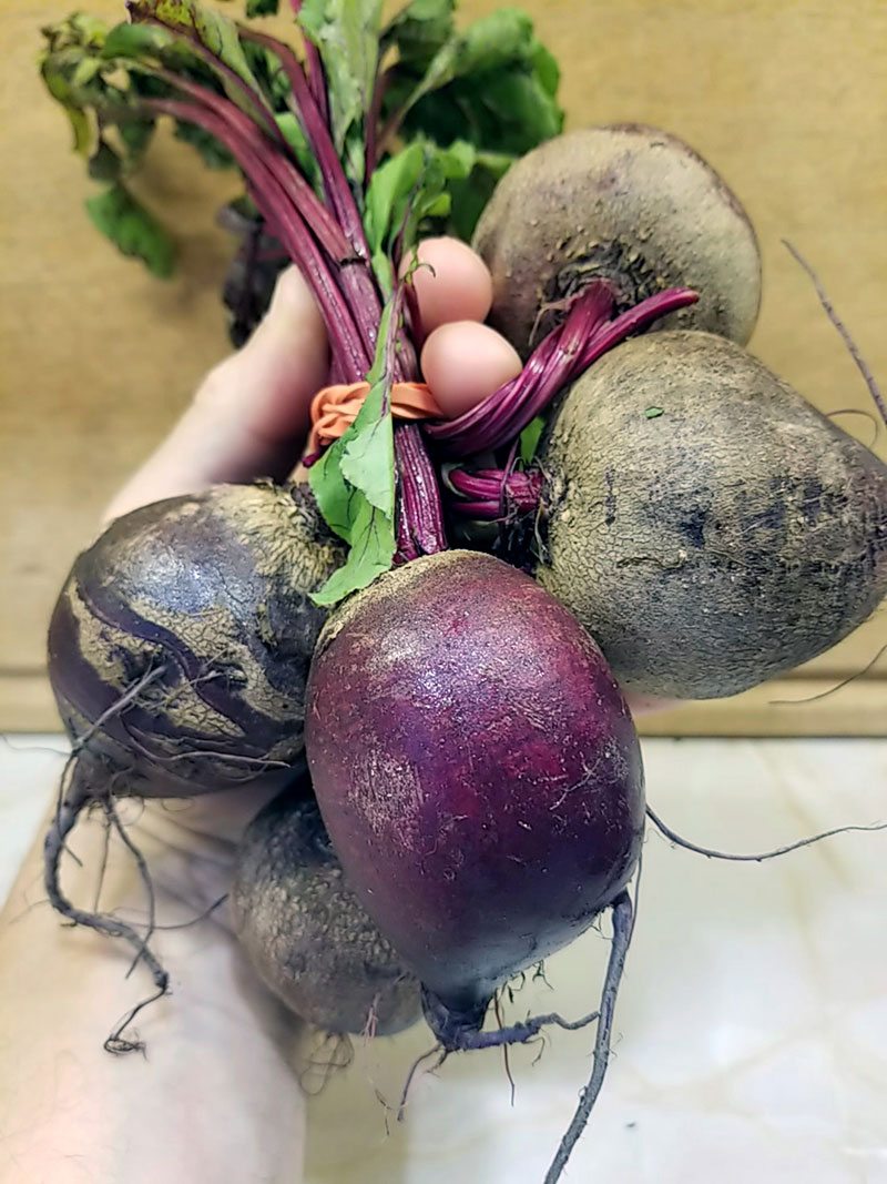 Detail Picture Of Beet Nomer 45