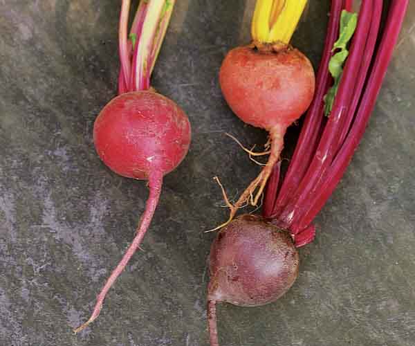 Detail Picture Of Beet Nomer 48