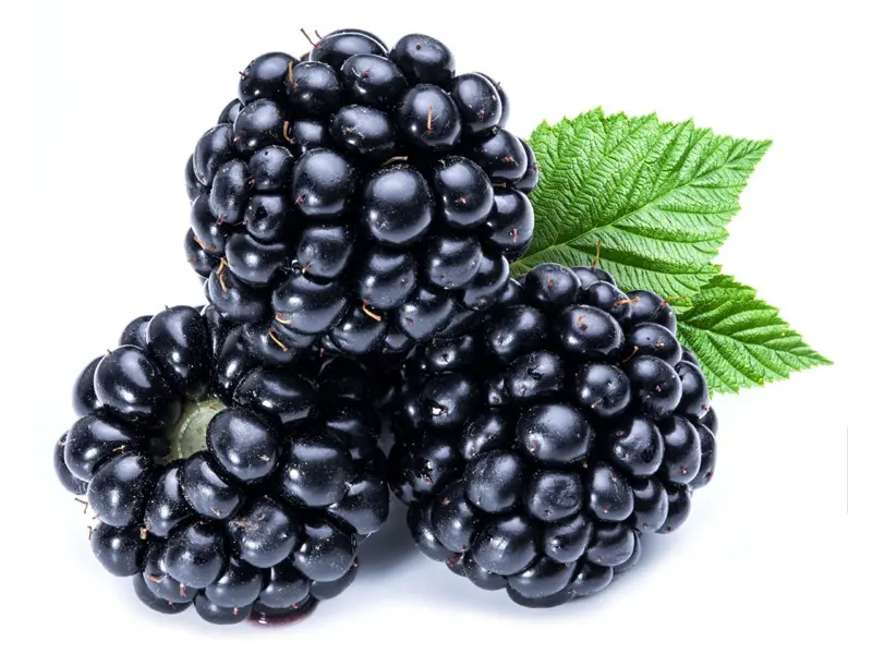 Detail Picture Of Blackberry Fruit Nomer 15