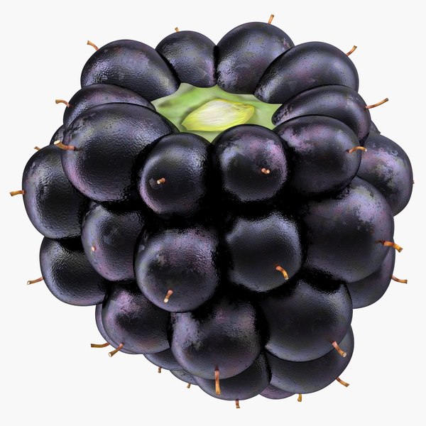 Detail Picture Of Blackberry Fruit Nomer 24