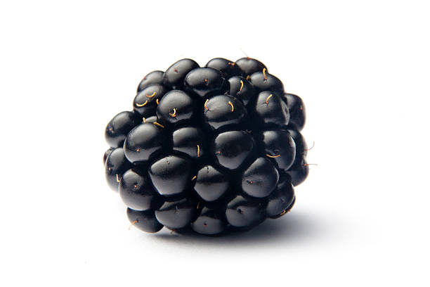 Detail Picture Of Blackberry Fruit Nomer 27
