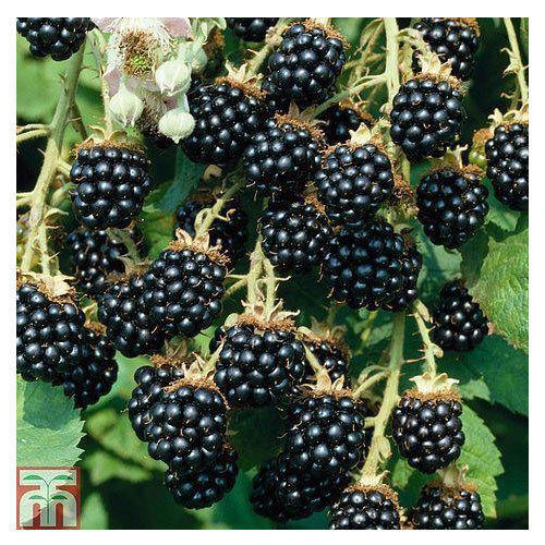 Detail Picture Of Blackberry Fruit Nomer 29