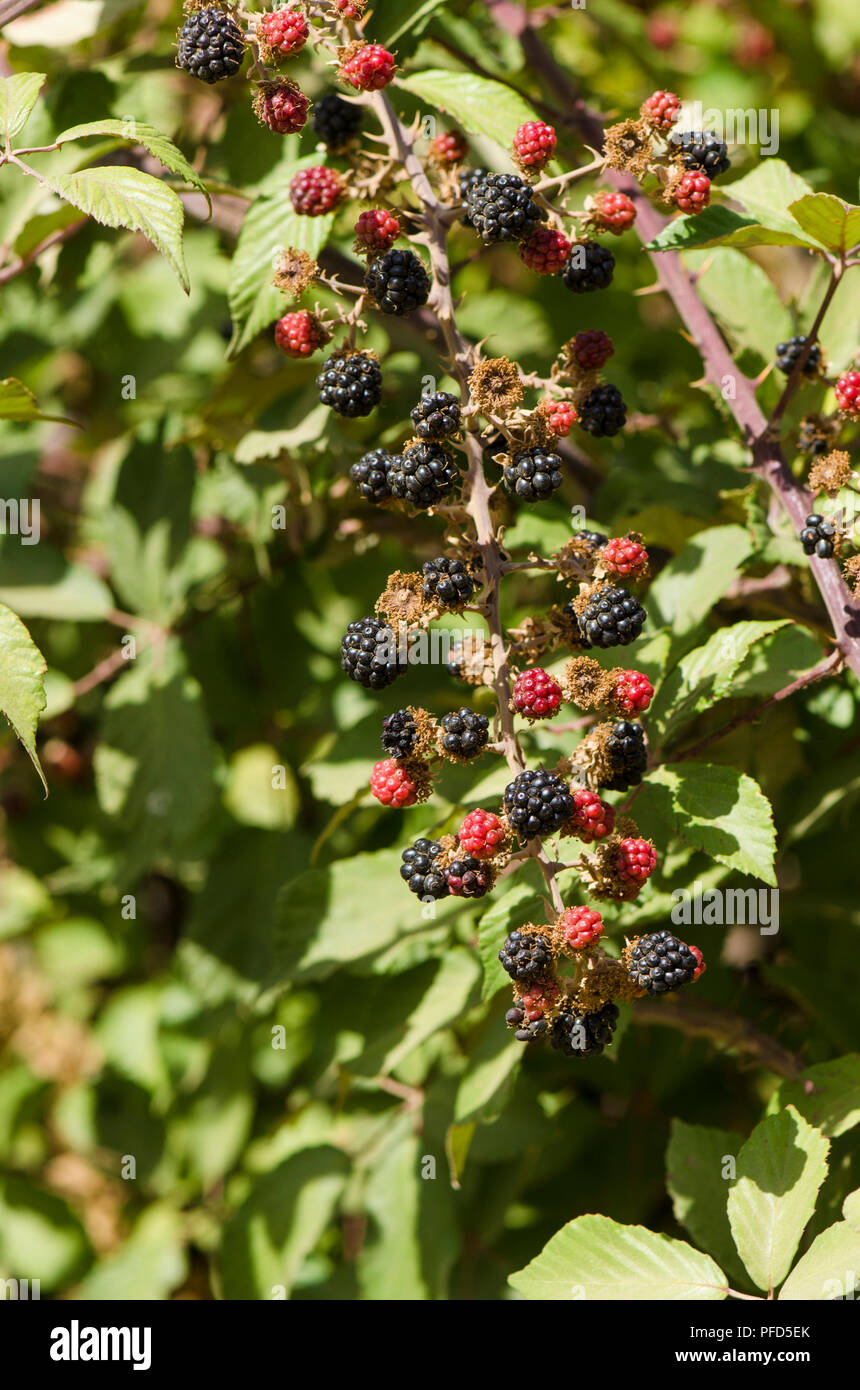 Detail Picture Of Blackberry Fruit Nomer 31