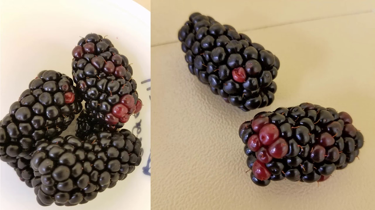 Detail Picture Of Blackberry Fruit Nomer 40