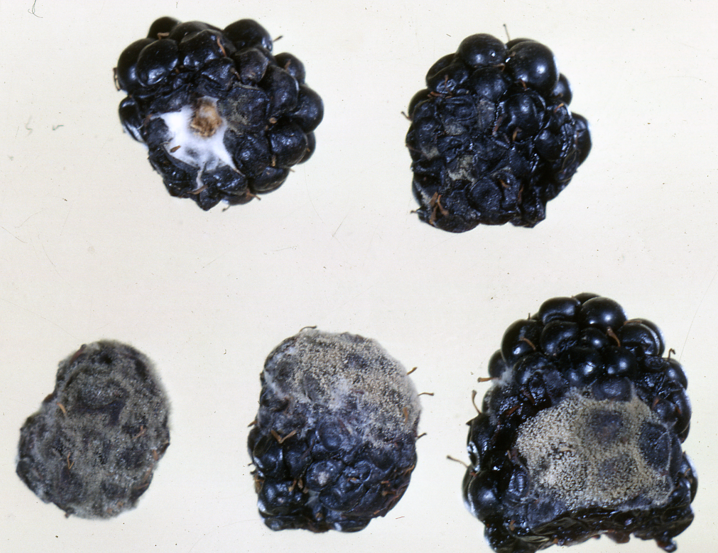 Detail Picture Of Blackberry Fruit Nomer 47