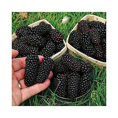 Detail Picture Of Blackberry Fruit Nomer 7
