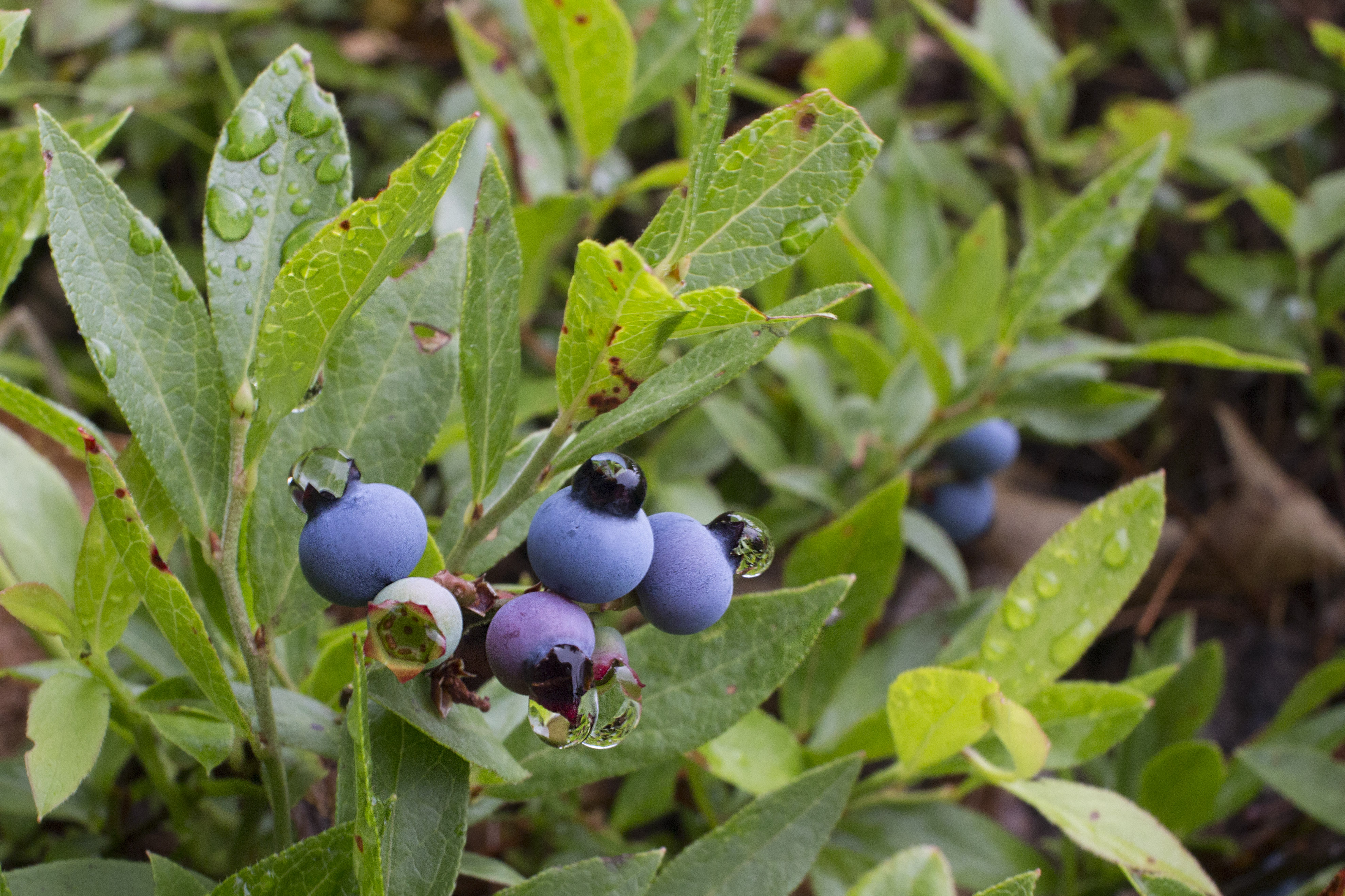 Detail Picture Of Blueberries Nomer 29