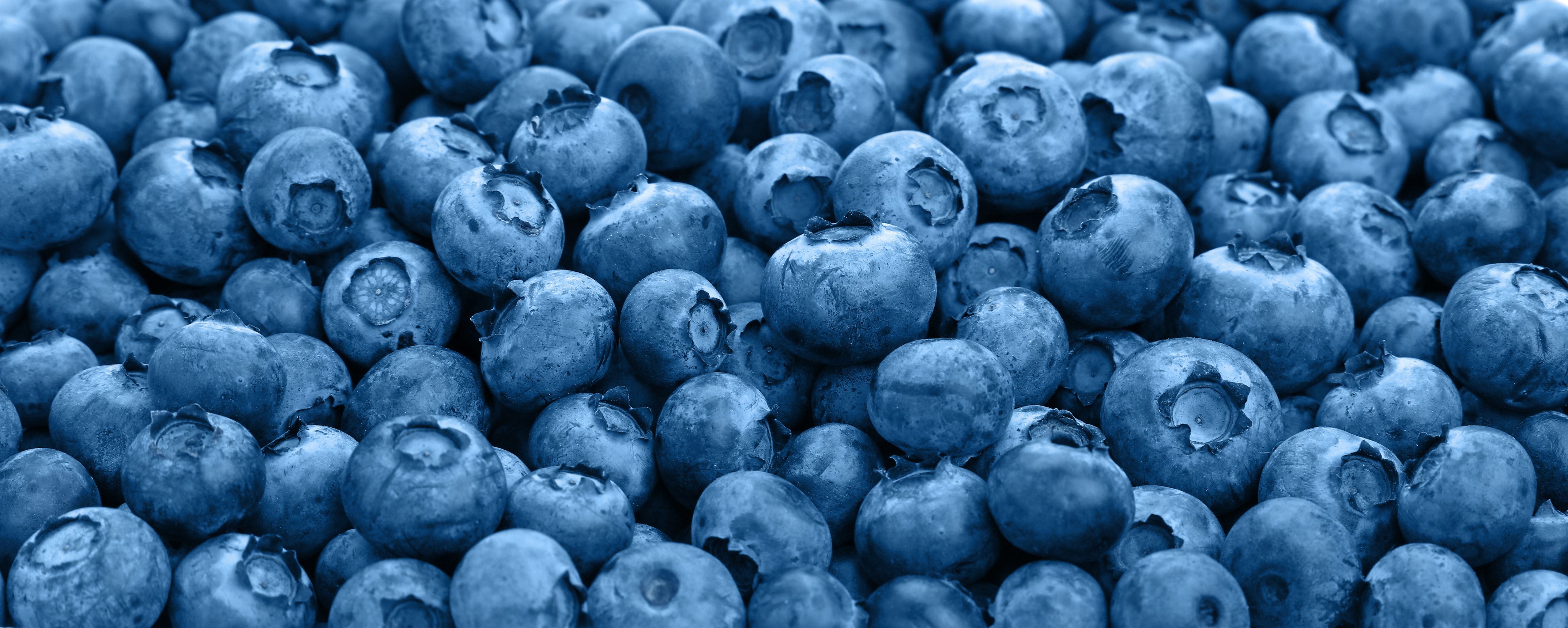 Detail Picture Of Blueberries Nomer 37