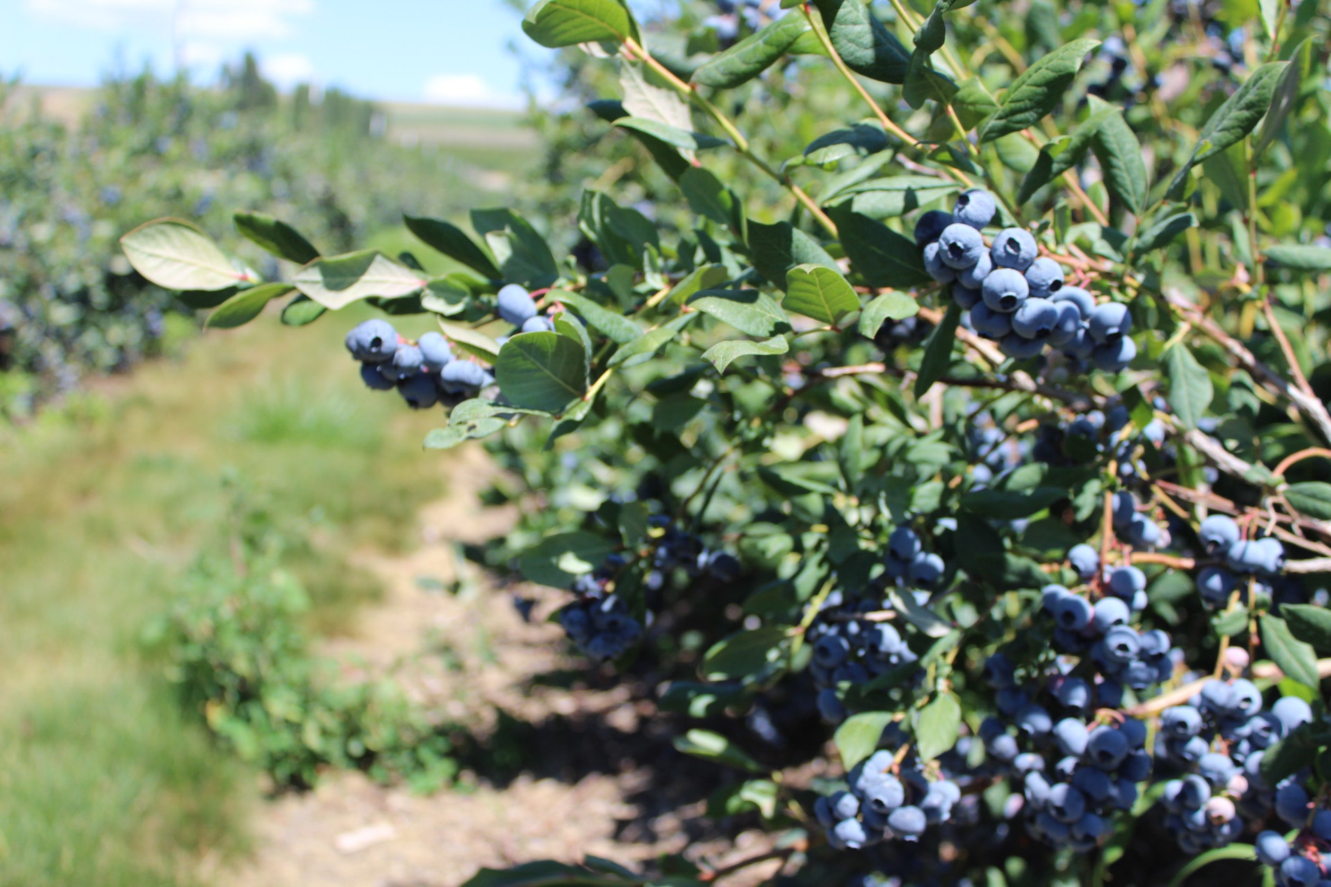 Detail Picture Of Blueberries Nomer 42