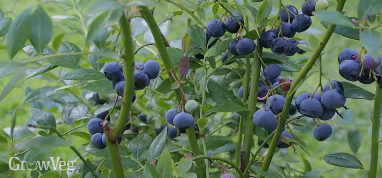 Detail Picture Of Blueberries Nomer 54