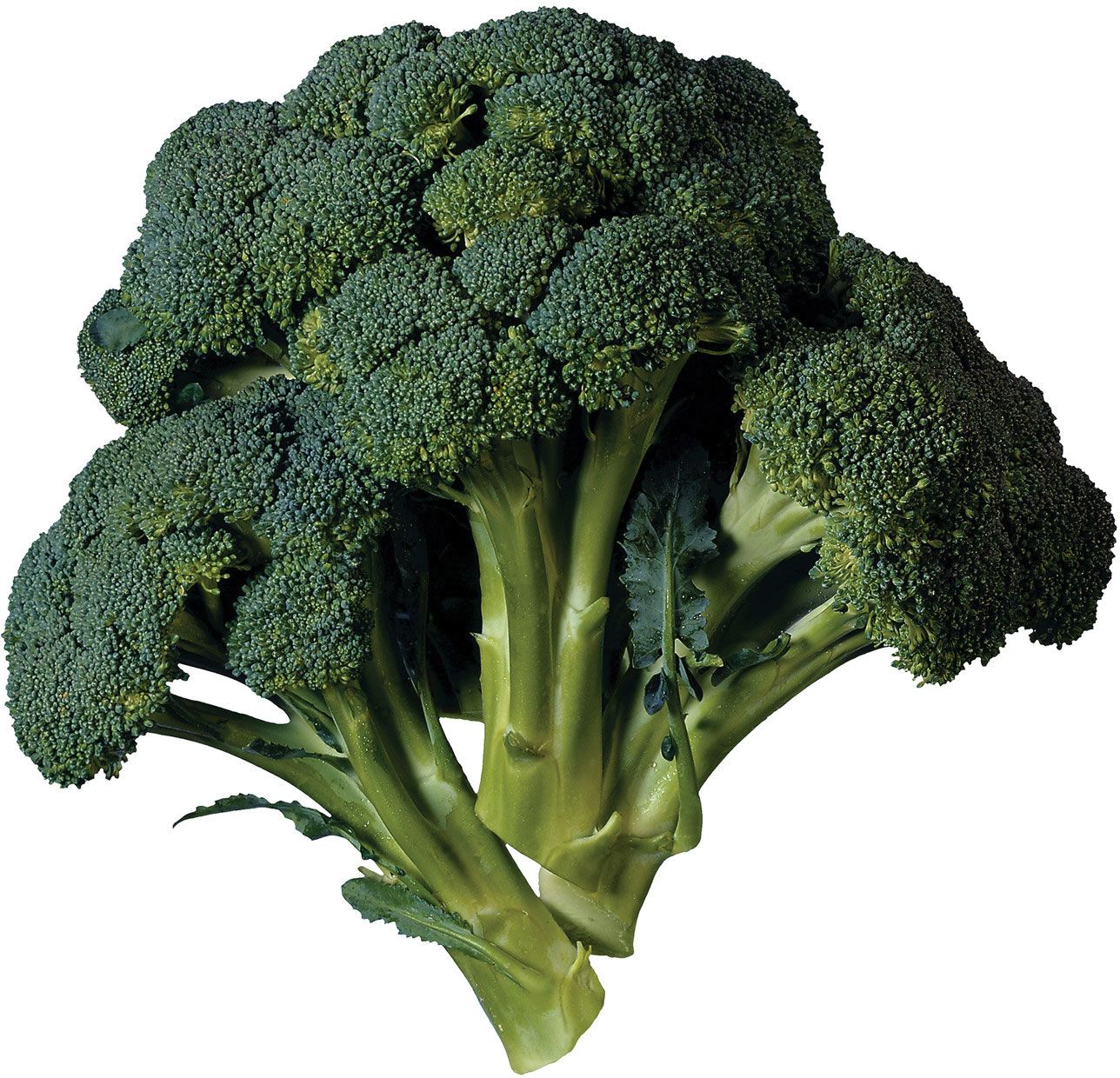 Detail Picture Of Broccoli Nomer 50