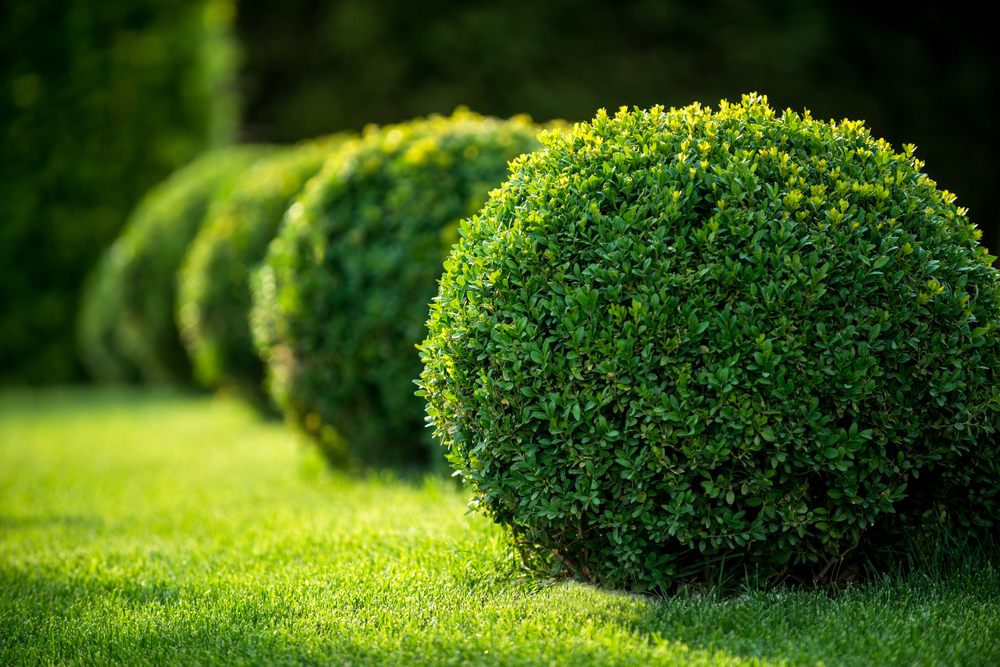 Picture Of Bushes - KibrisPDR