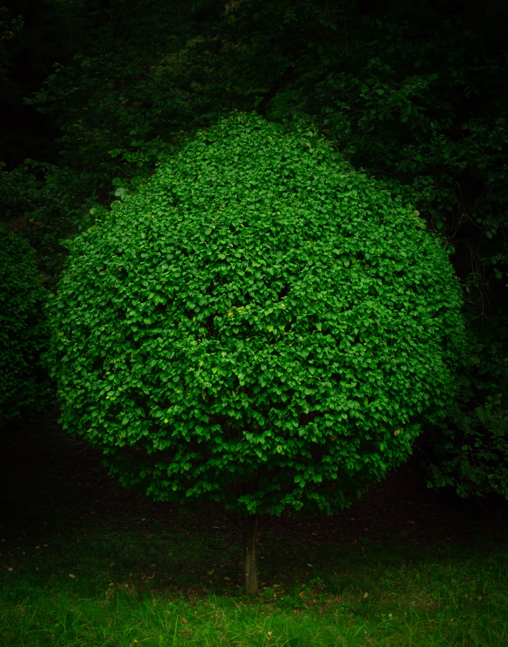 Detail Picture Of Bushes Nomer 13