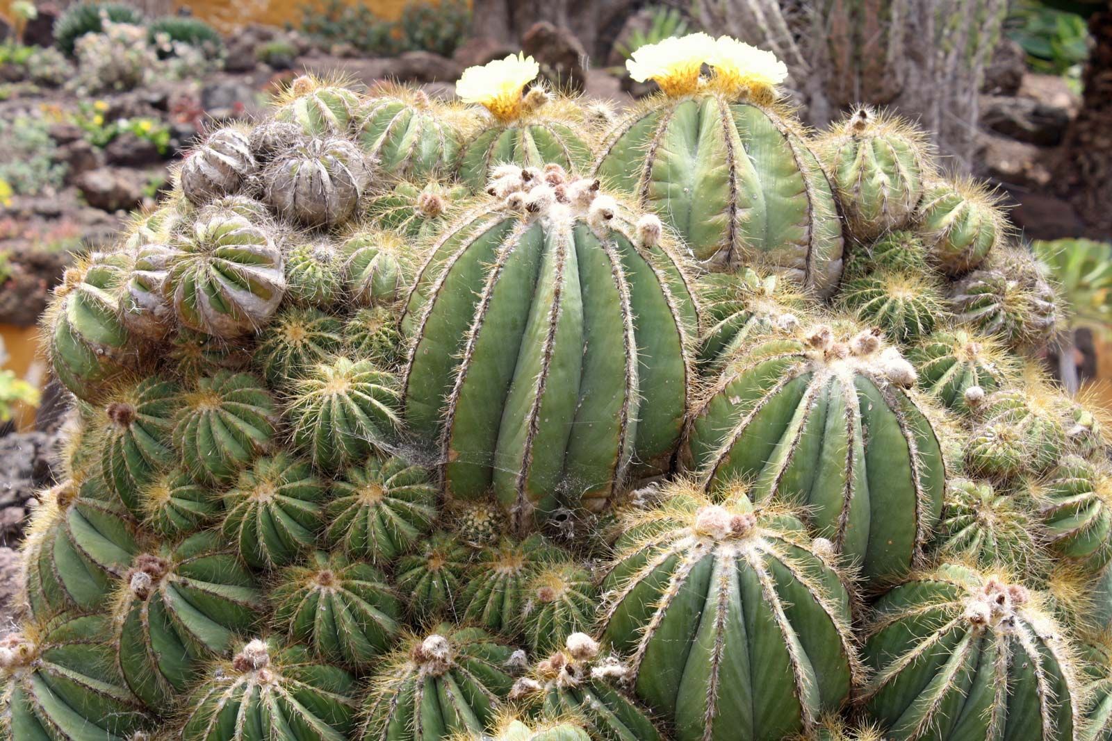 Detail Picture Of Cactus Nomer 41