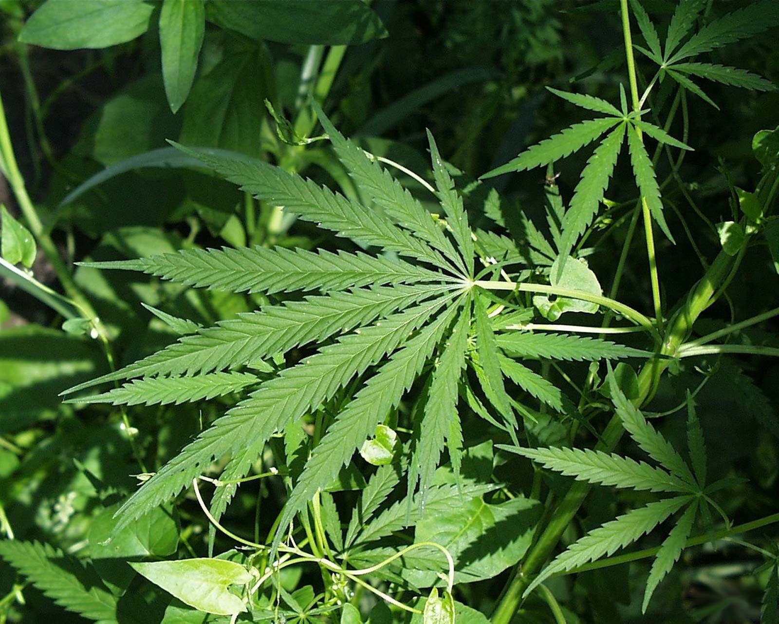 Picture Of Cannabis Plant - KibrisPDR