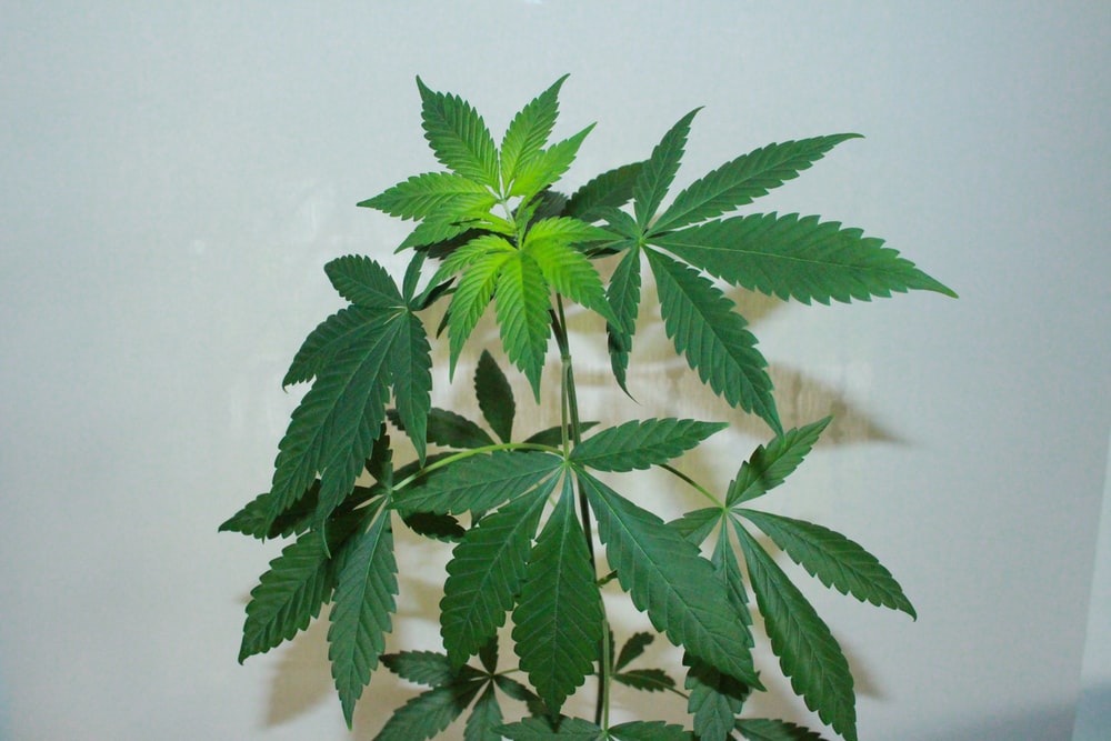Detail Picture Of Cannabis Plant Nomer 28