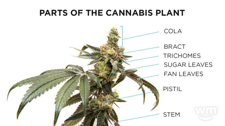 Detail Picture Of Cannabis Plant Nomer 41