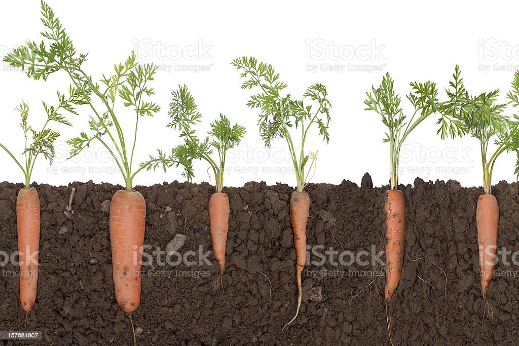 Detail Picture Of Carrot Plant Nomer 11