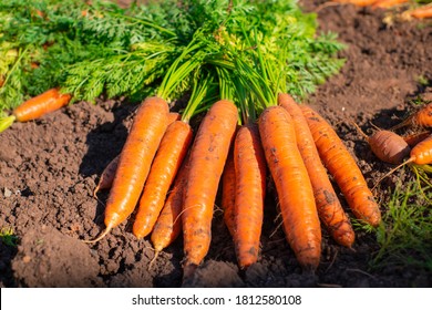 Detail Picture Of Carrot Plant Nomer 13