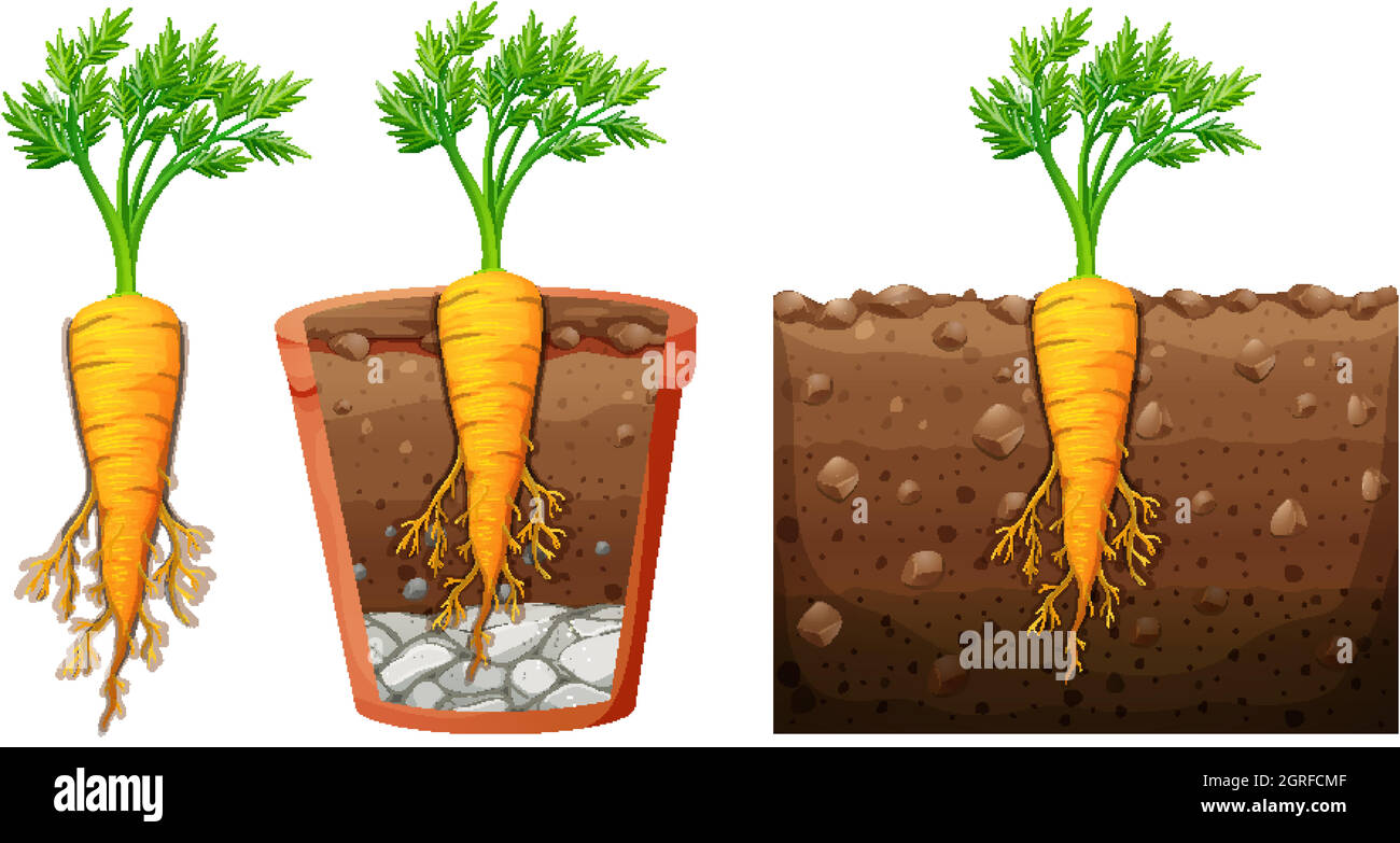 Detail Picture Of Carrot Plant Nomer 17