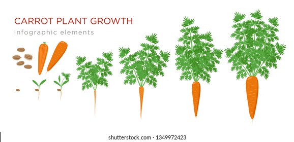 Detail Picture Of Carrot Plant Nomer 19