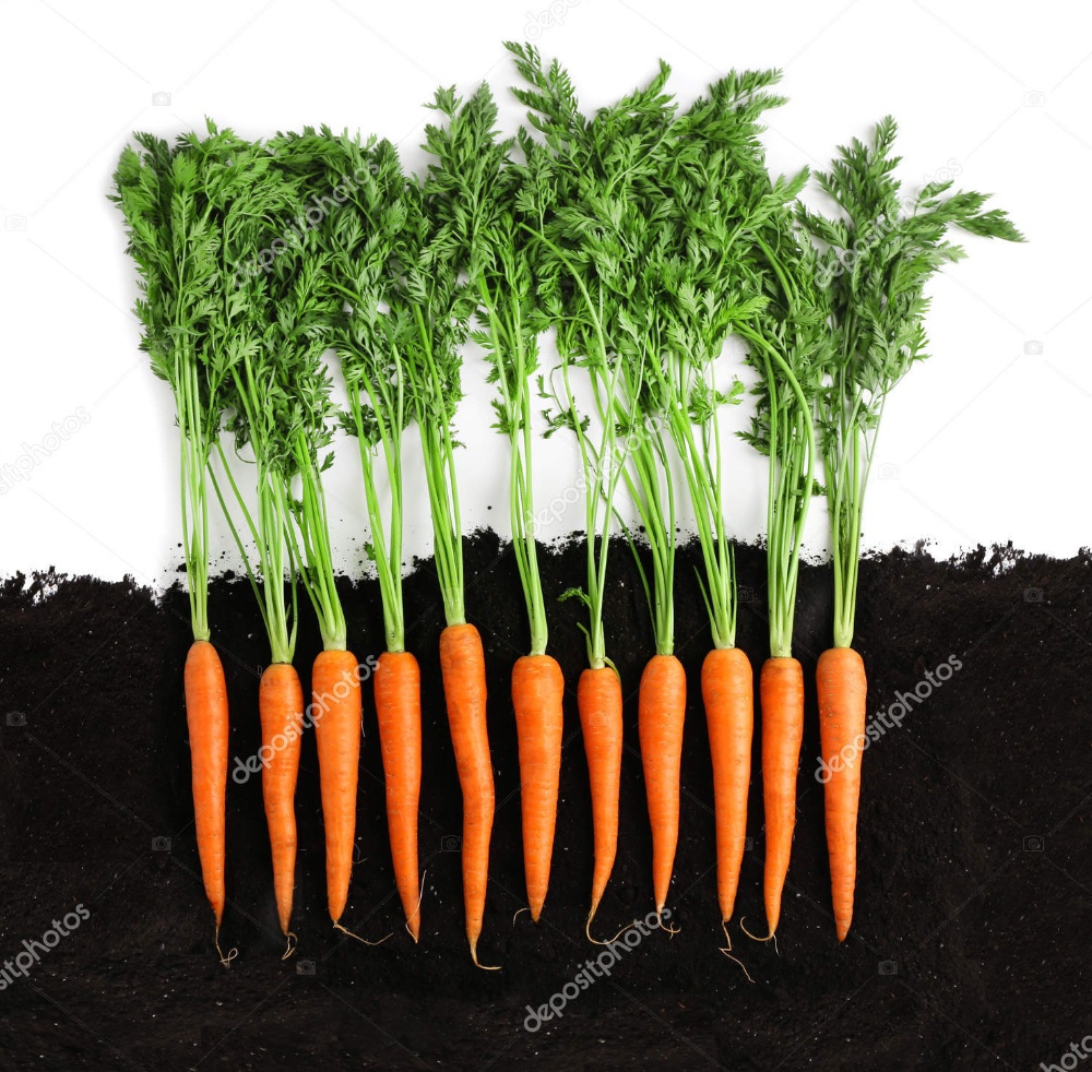 Detail Picture Of Carrot Plant Nomer 23