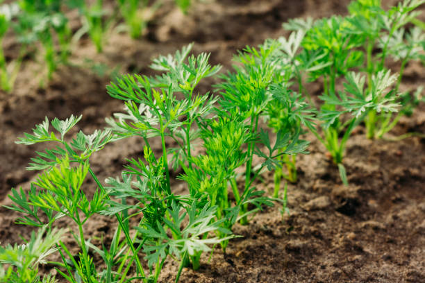 Detail Picture Of Carrot Plant Nomer 25