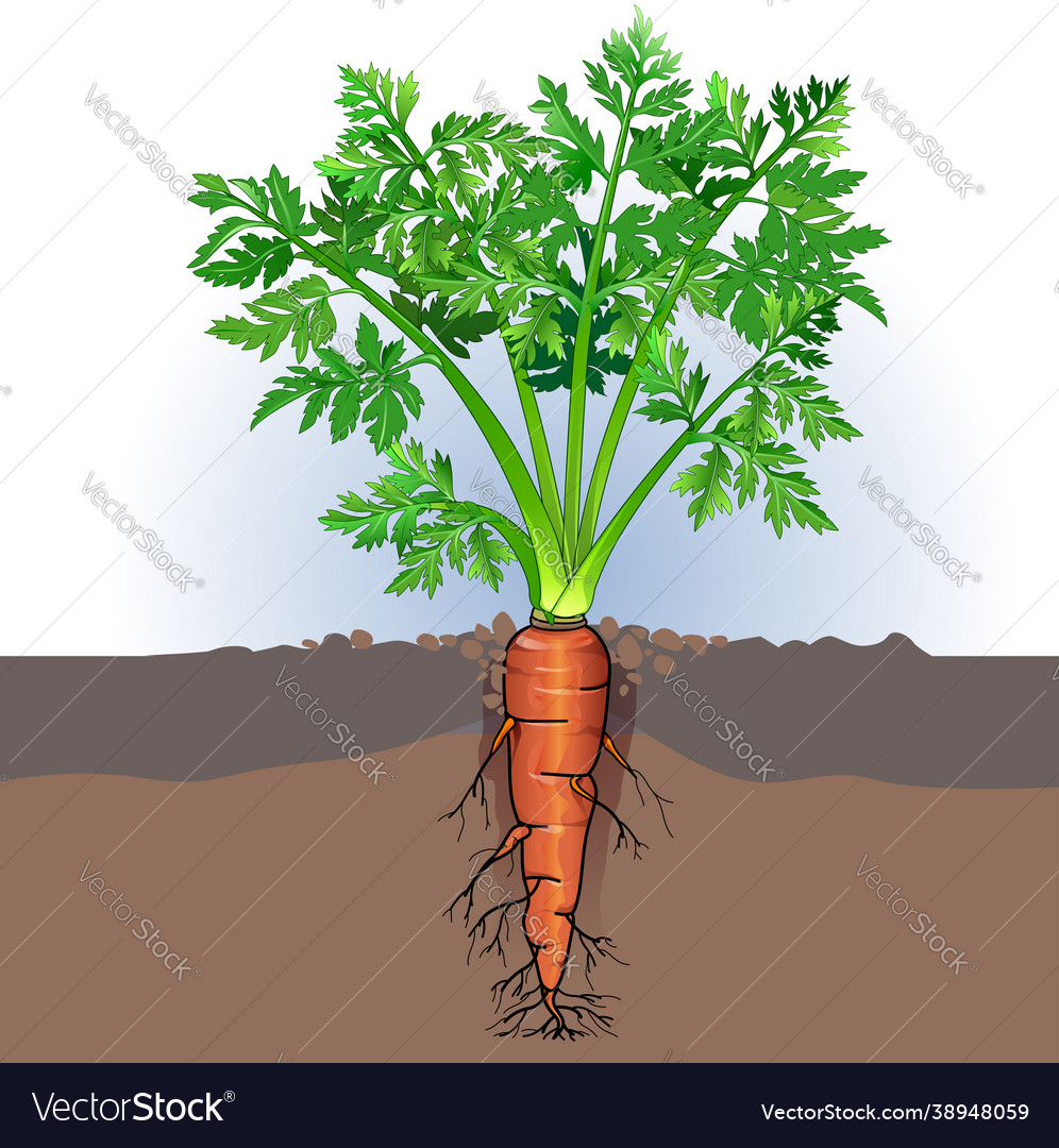 Detail Picture Of Carrot Plant Nomer 31