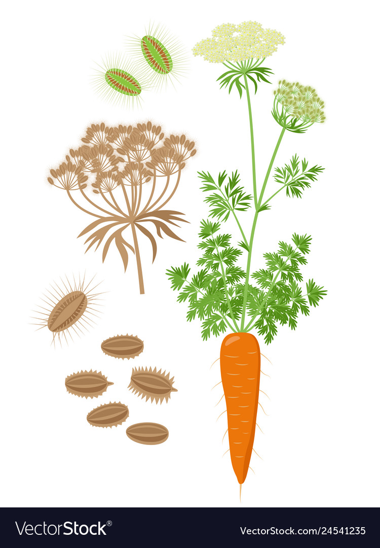 Detail Picture Of Carrot Plant Nomer 32