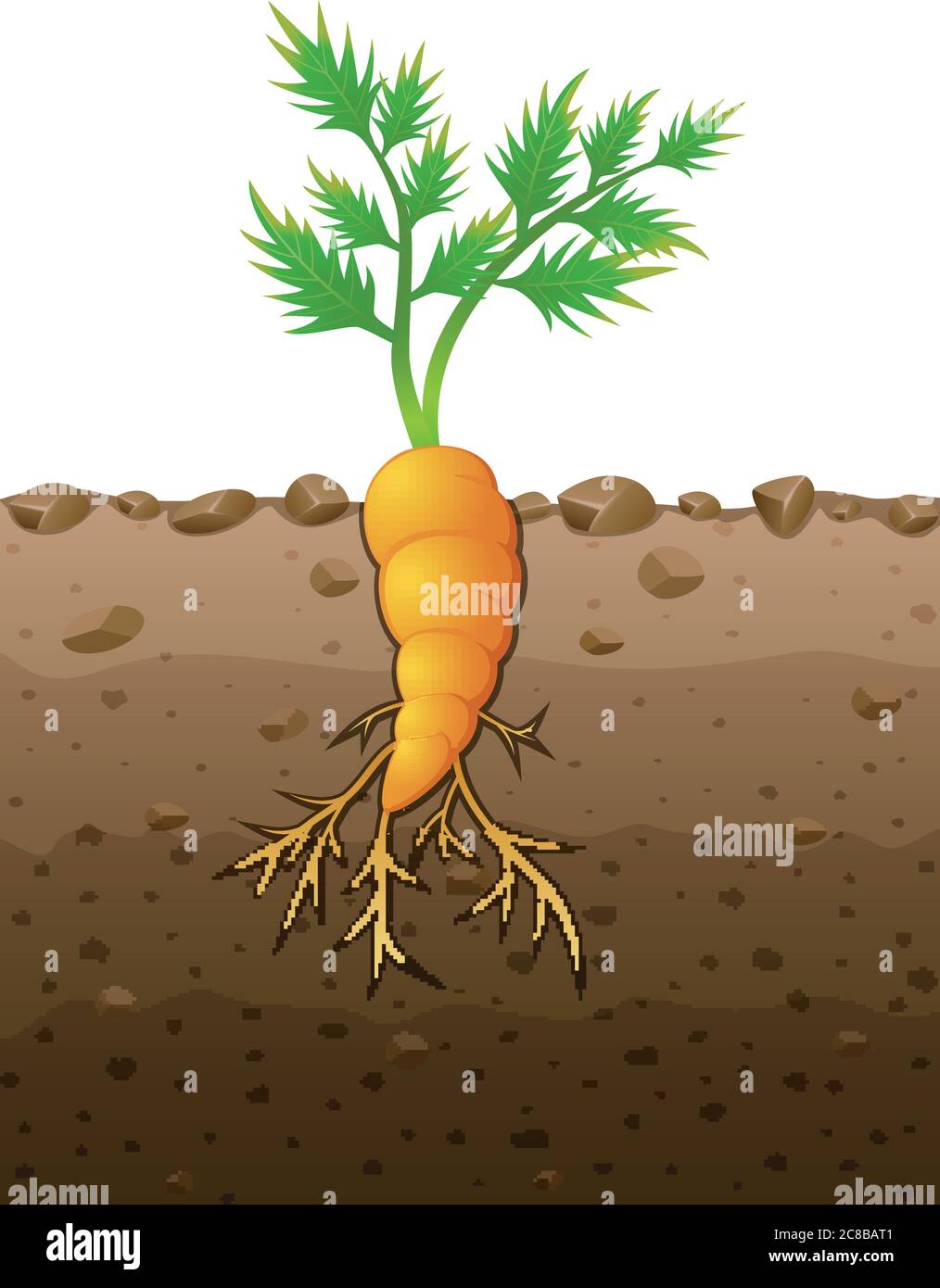 Detail Picture Of Carrot Plant Nomer 41